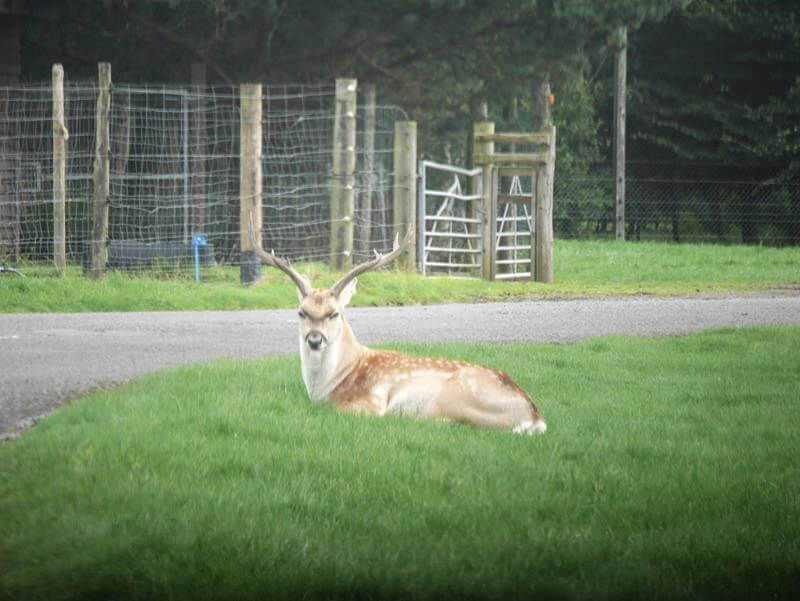 fallow deer sitting down