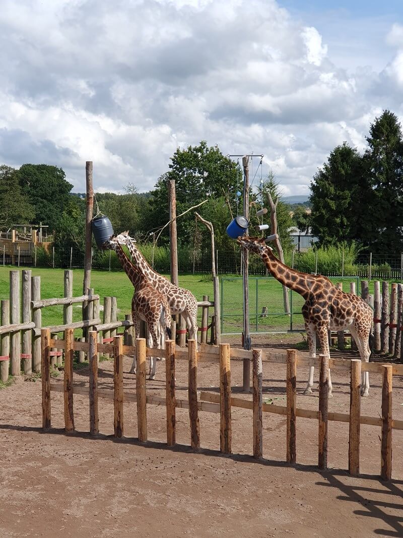 girafffes eating