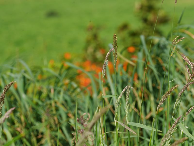 grasses and blurred out orange flowers