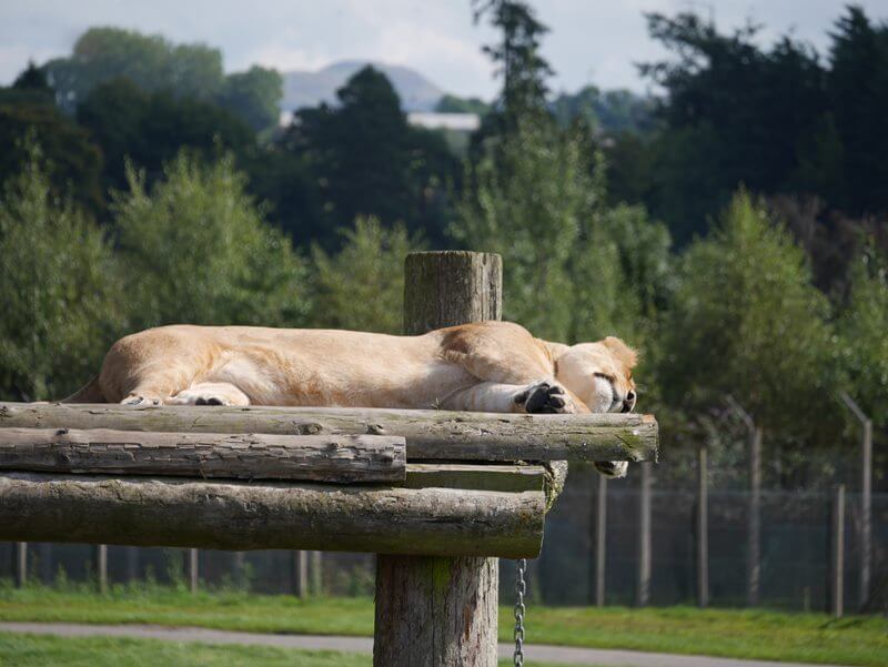 lazing lionness on platform