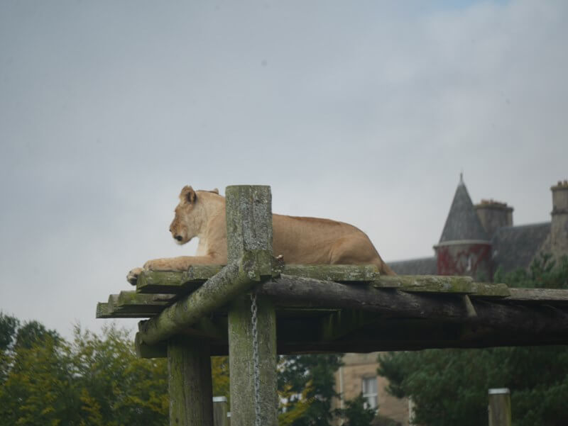 lioness sitting on a wooden platform