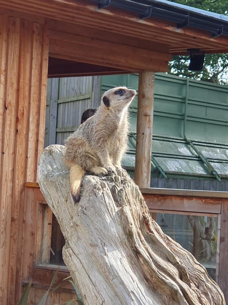 meerkat on a tree stump watching