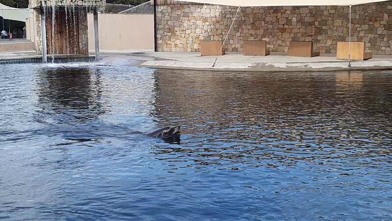 sealion swimming