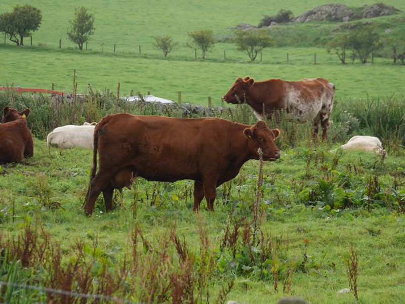 standing cows with sheep in background