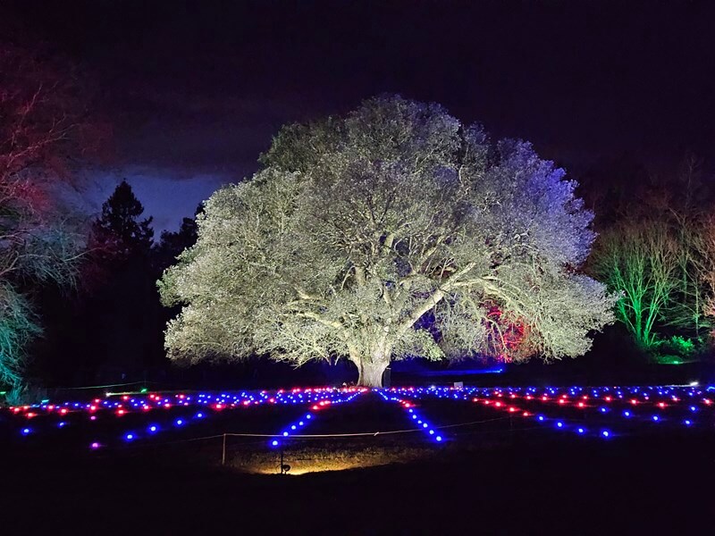 grand white tree with light rows on the ground leading to it