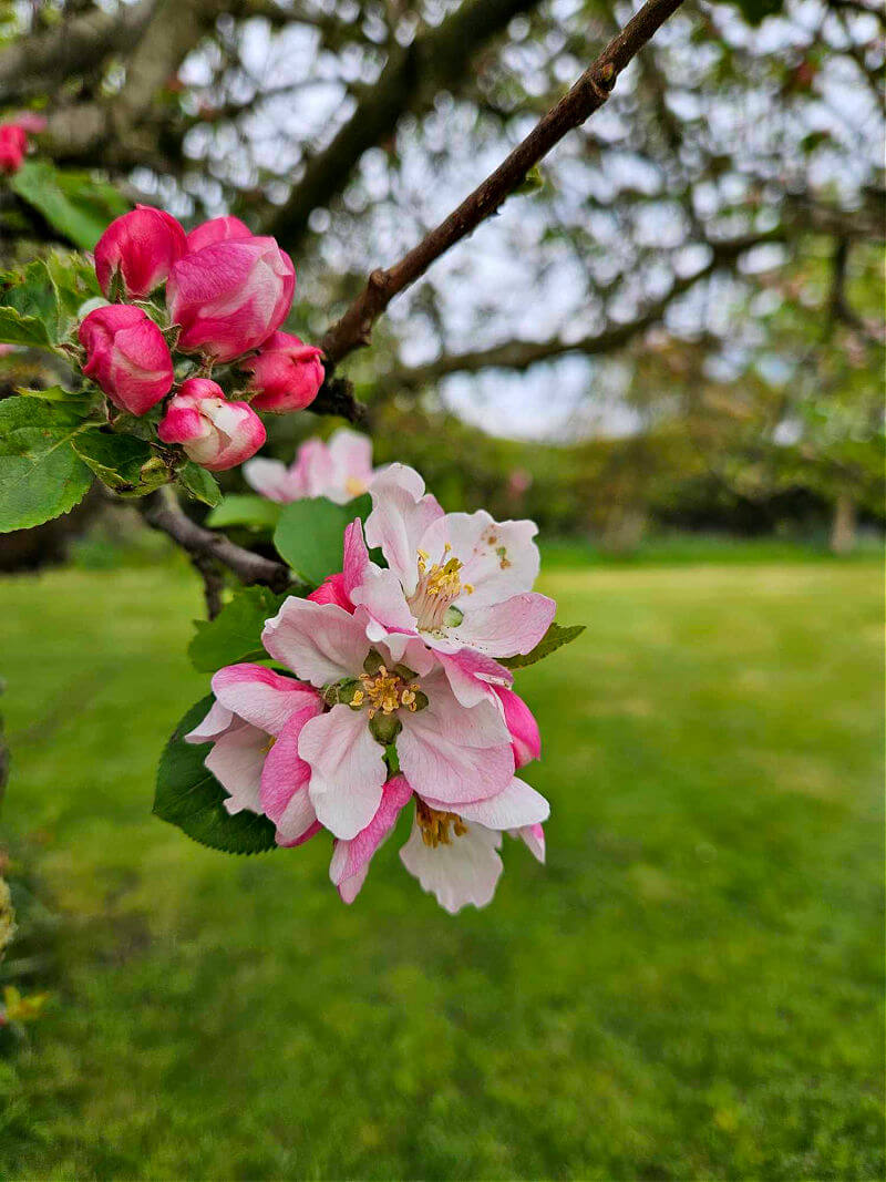 apple blossom blooming