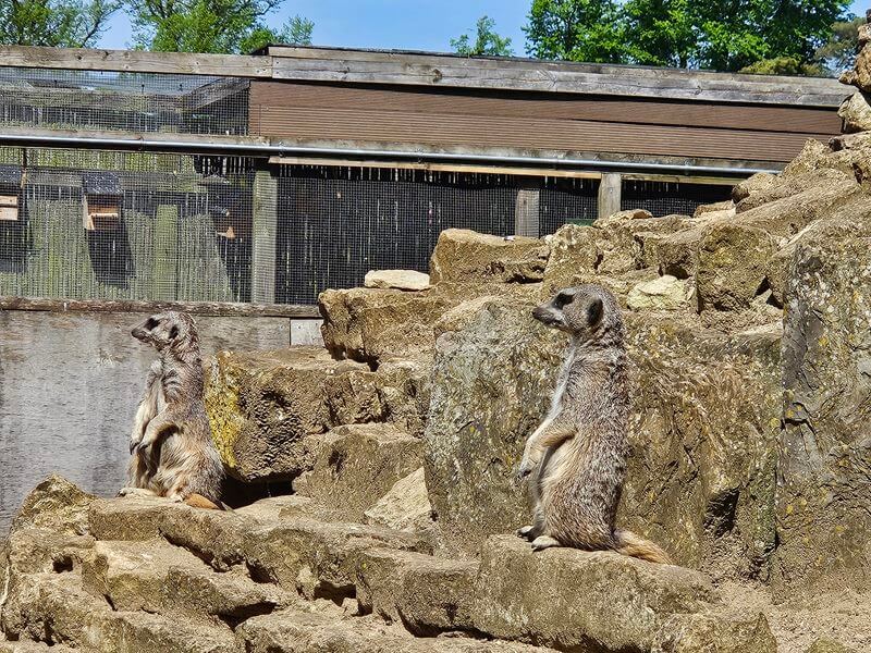 2 meerkats sitting up on rocks