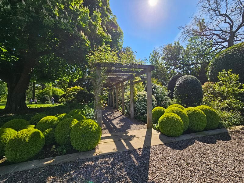 arch tunnel with ball hedge shrubs