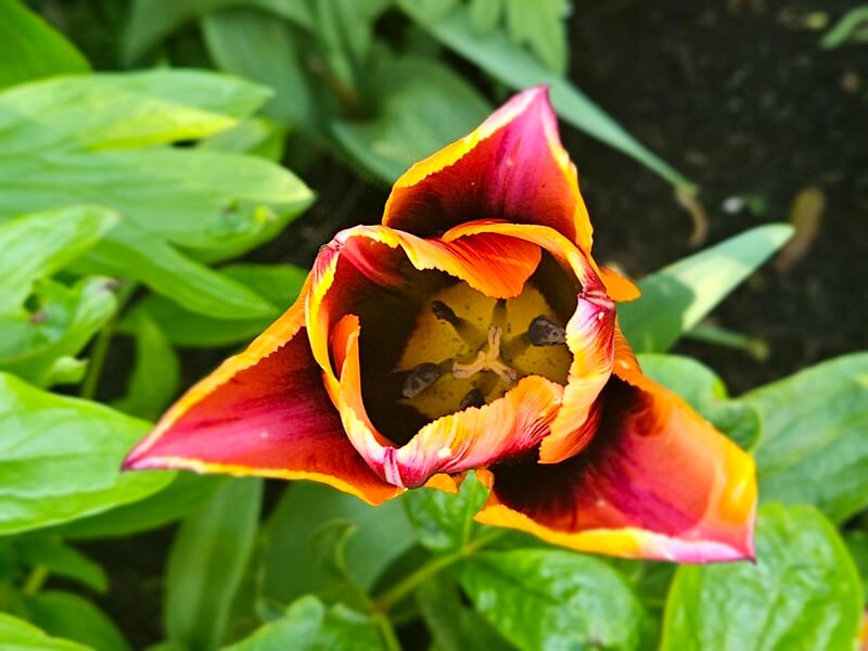 close up of red triangular tulip