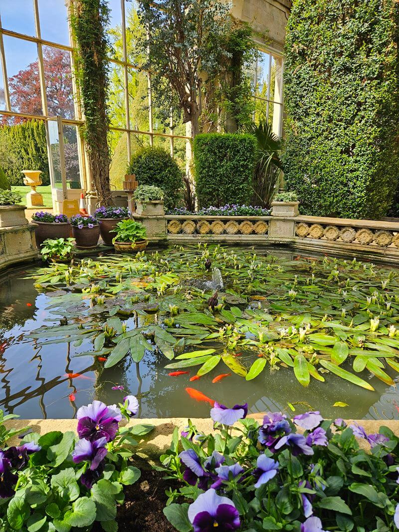 close up of the fish pond in the orangery with purple pansies in front