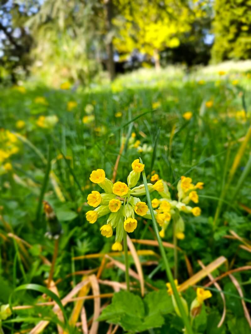 cowslips in a wood