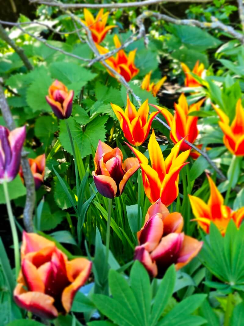 fiery colour tulips