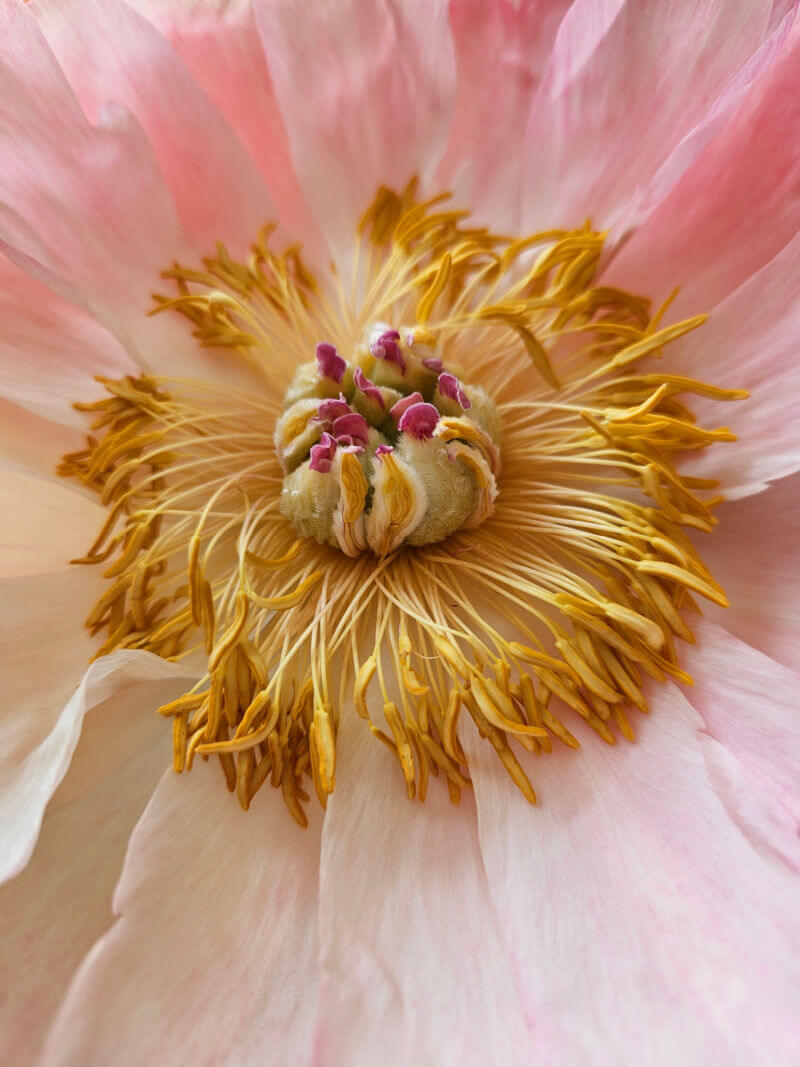 inside of a pale pink peony