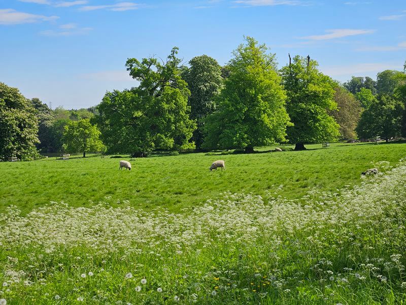 looking over wildflower verge to field of sheep with trees in the background