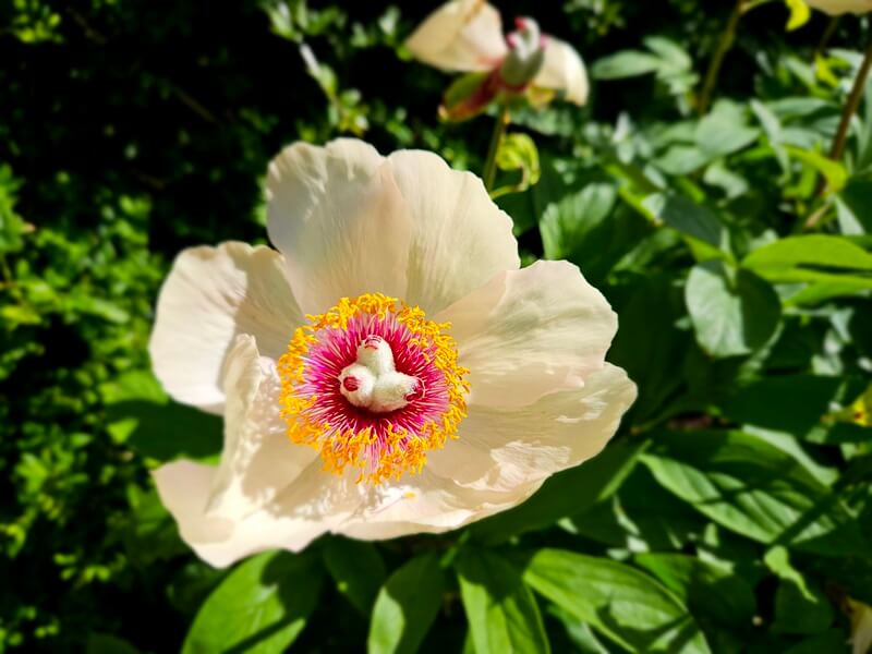 pale yellow peony with pink and yellow centre