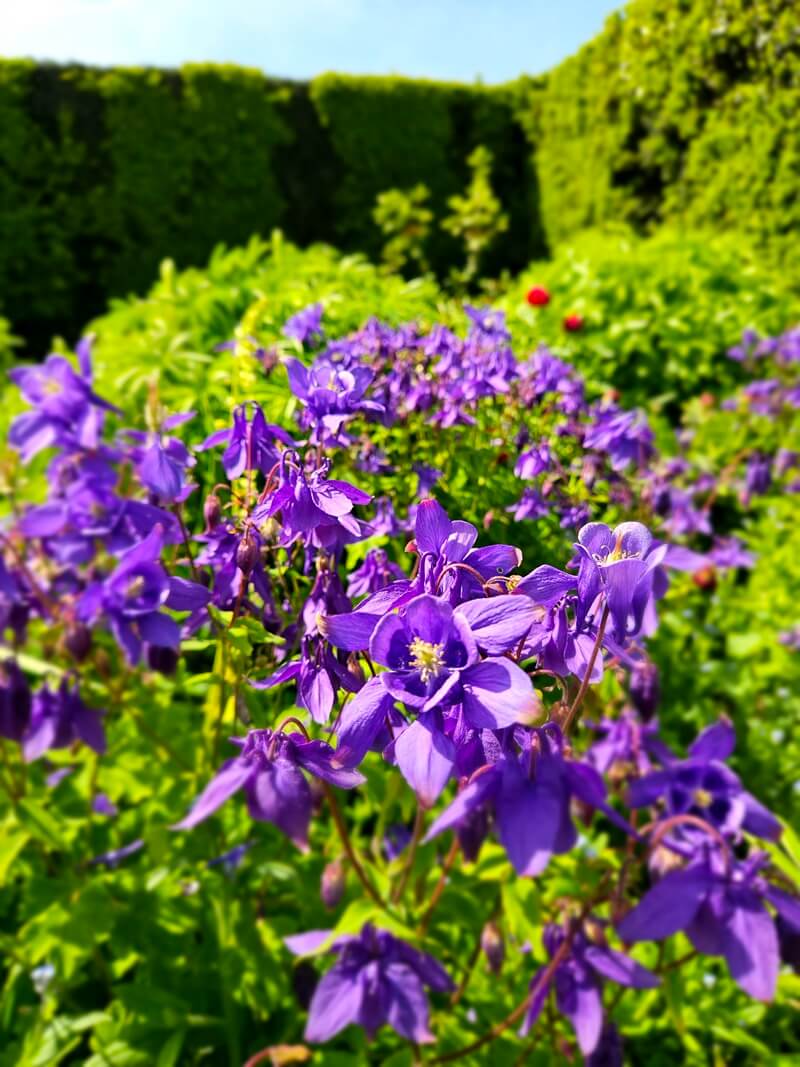 purple Granny's bonnet flowers