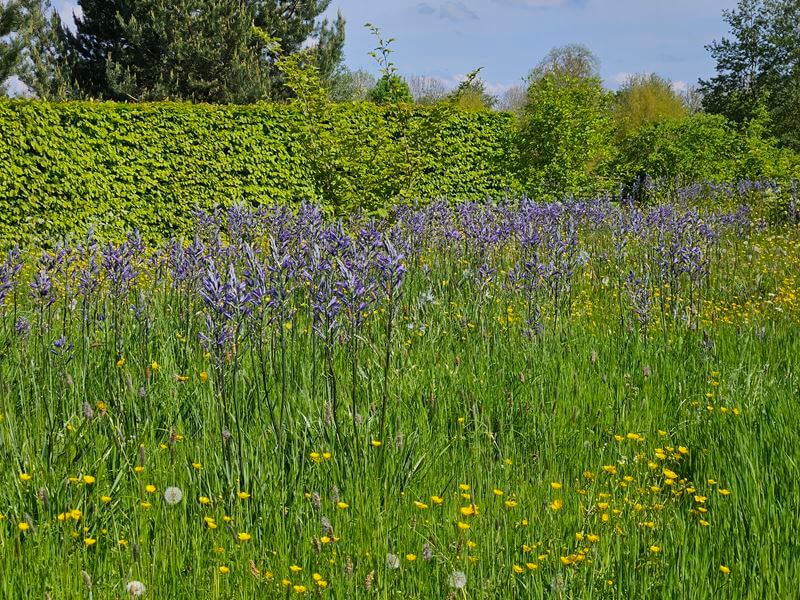 purple flowers in the meadow