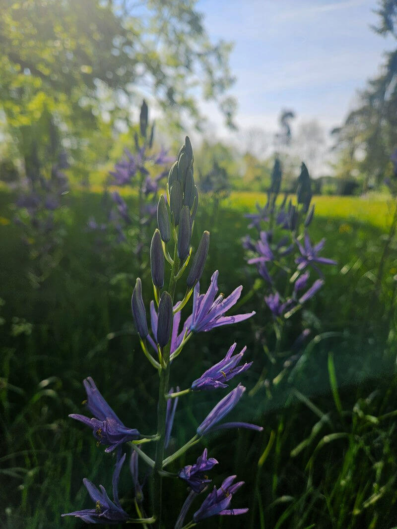 purple meadow flower close up