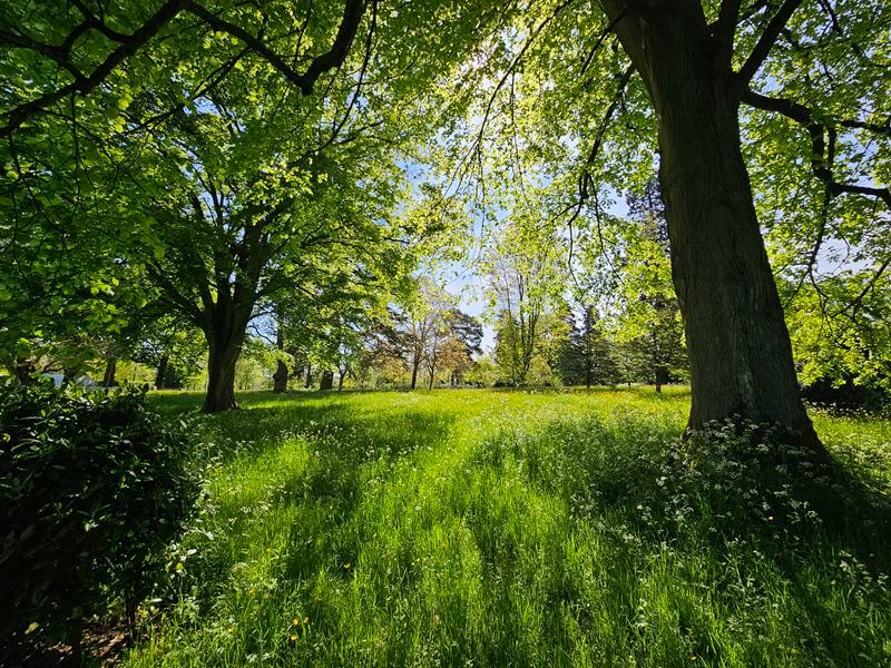 sun streaming through trees over the grass and flowers