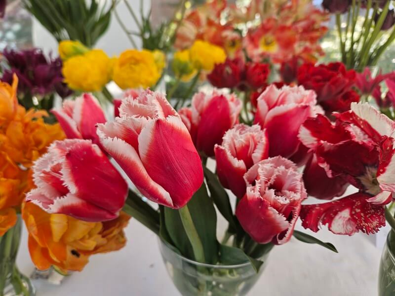 vase of red frilly tulips