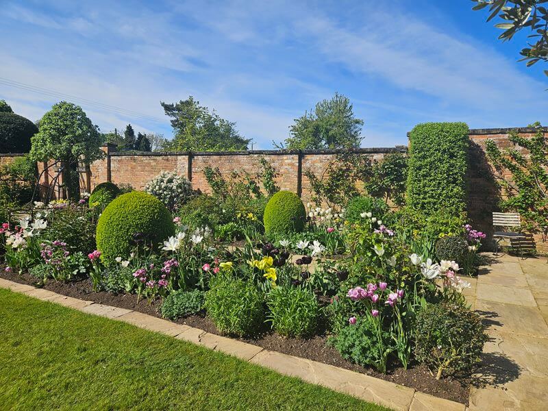 wide tulip borders with wall behind