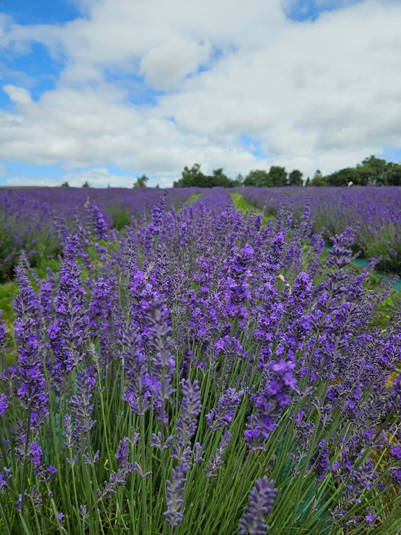 close up lavender blooms