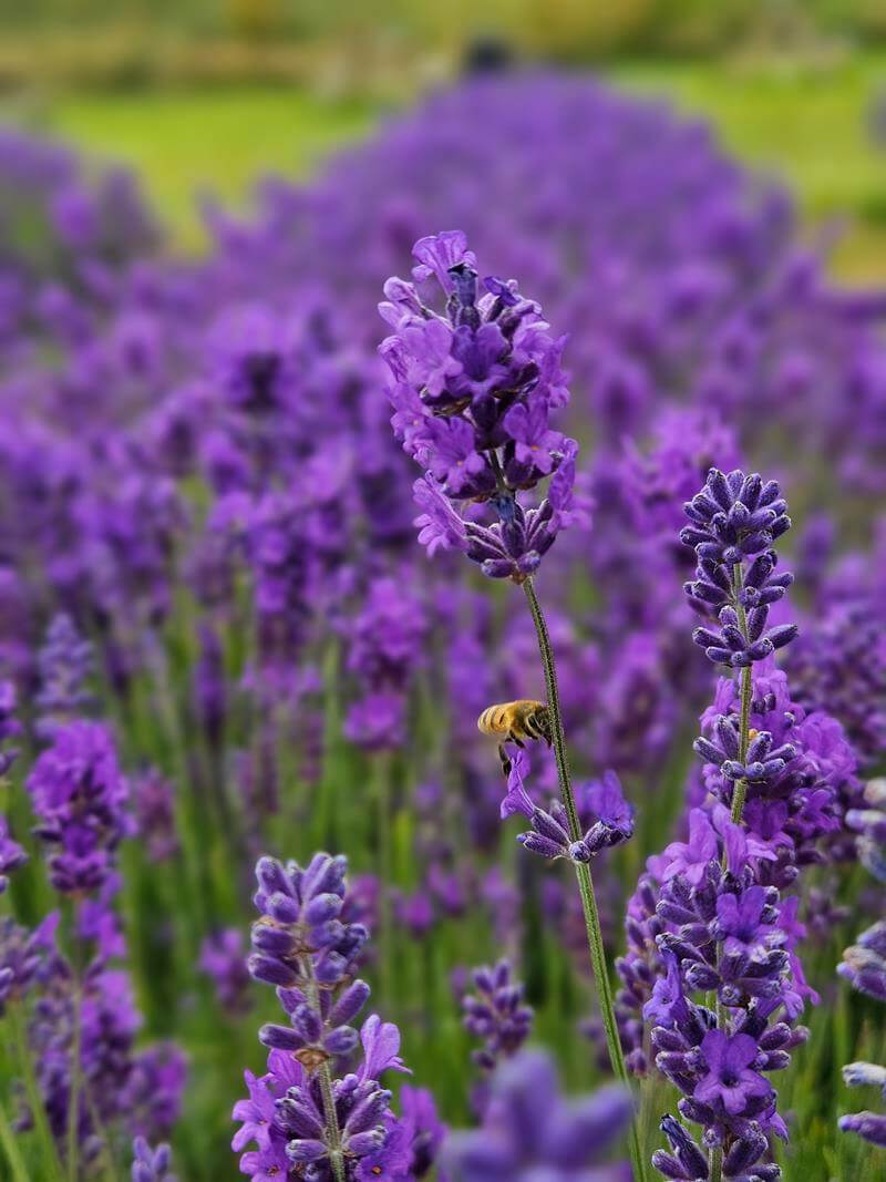 close up of lavender and hover fly