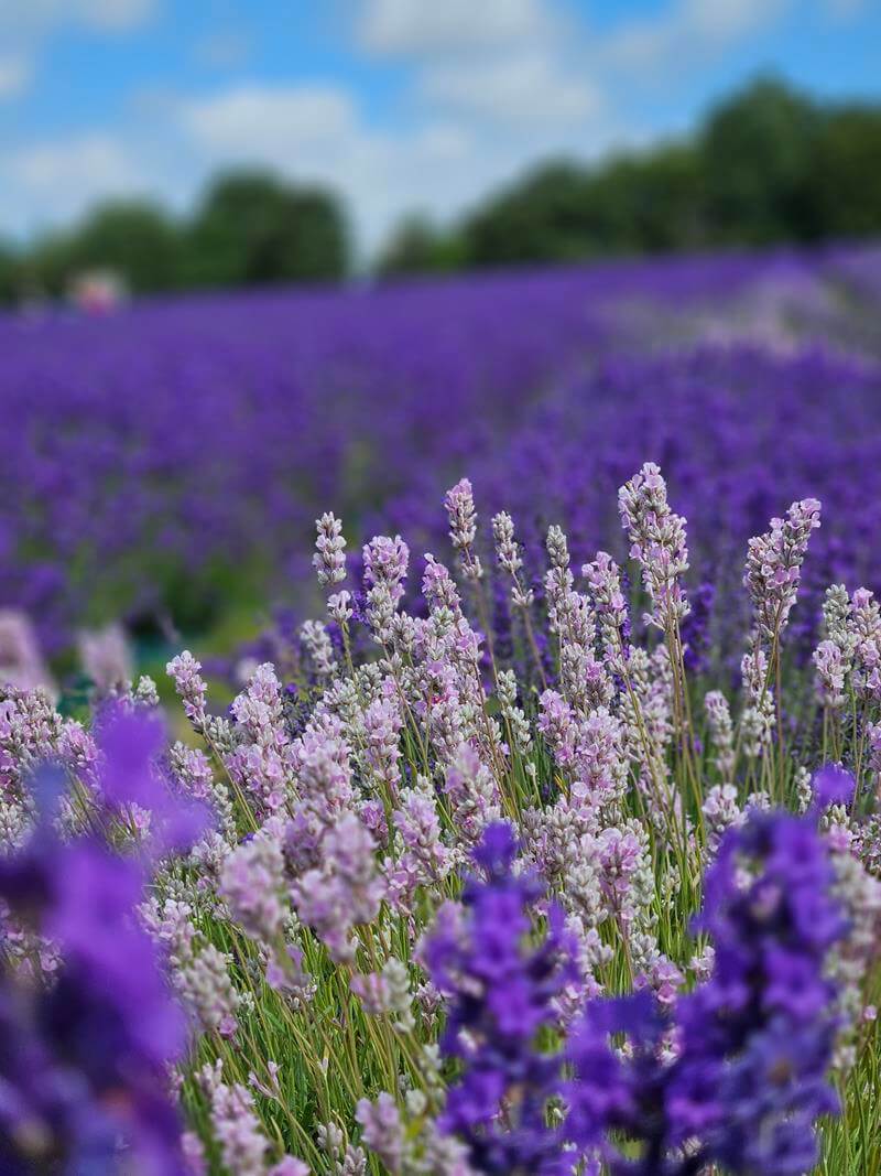 close up of purple and white lavender