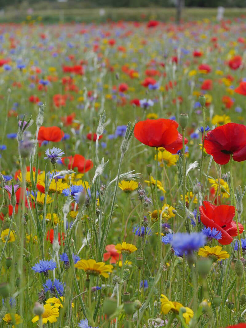 close up of wildflower mix