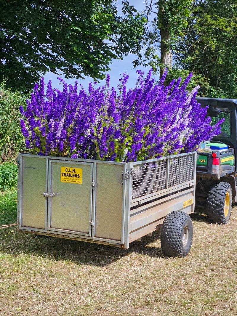 confetti flower stems picked for selling in a trailer