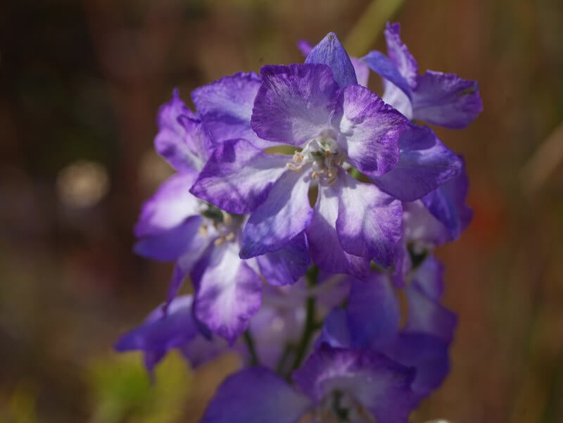 macro close up of delphiniums