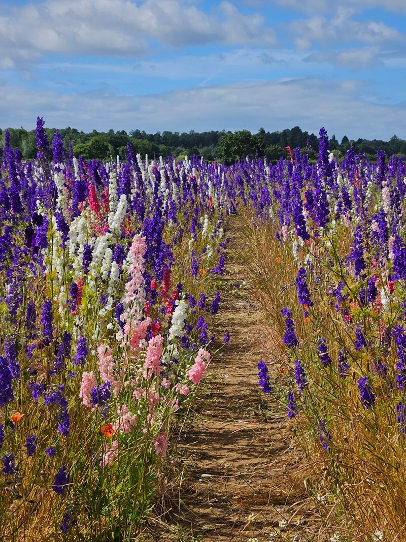 path through confetti fields