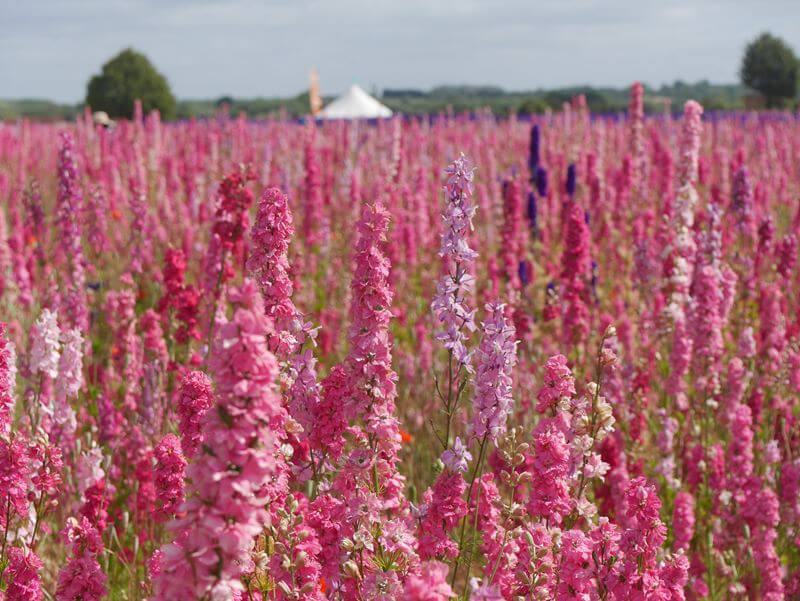 pink delphiniums as far as the eye can see flower fields