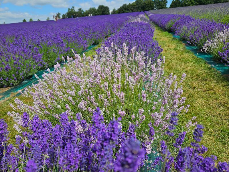 purple and white lavender roes