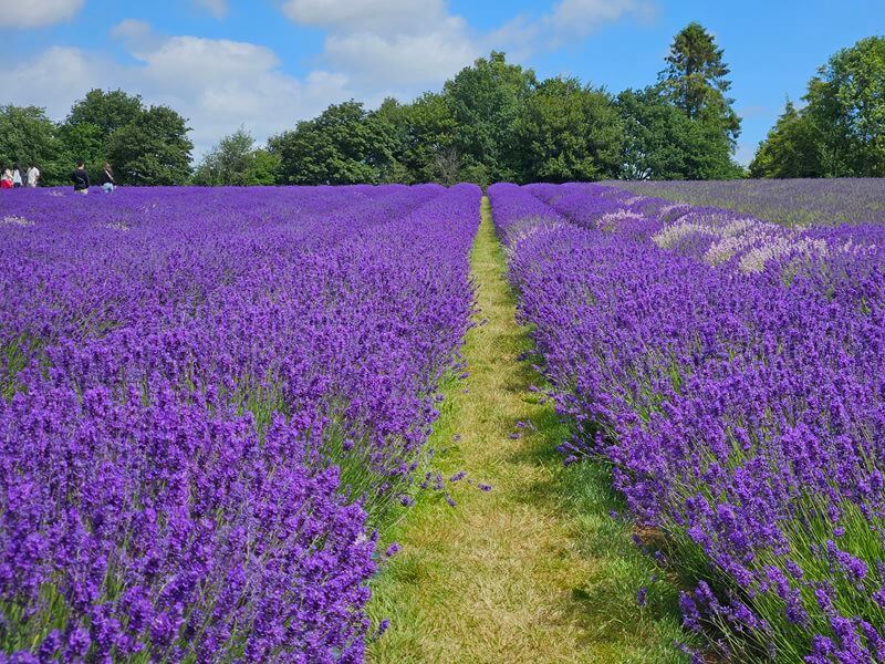 rows of dark purple lavender