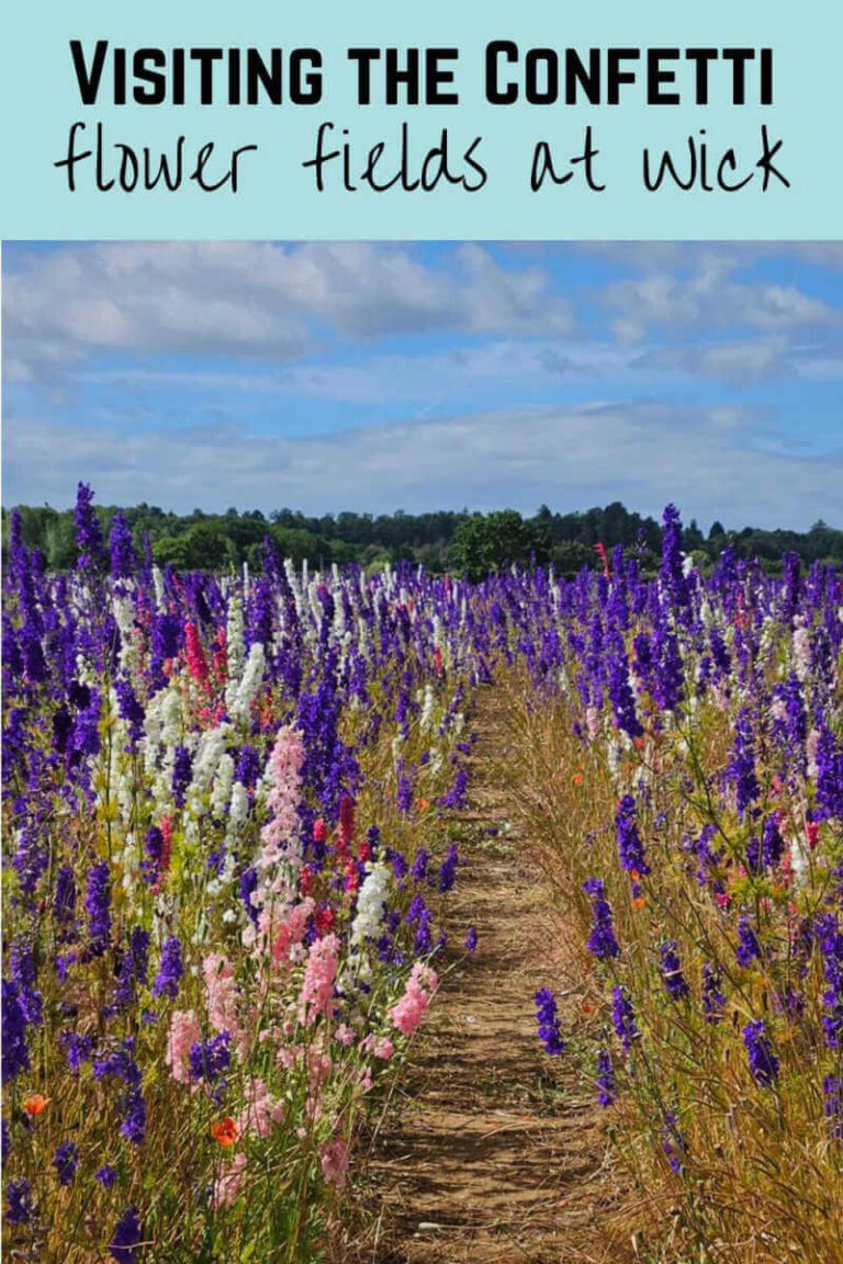 visiting the confetti flower fields at wick