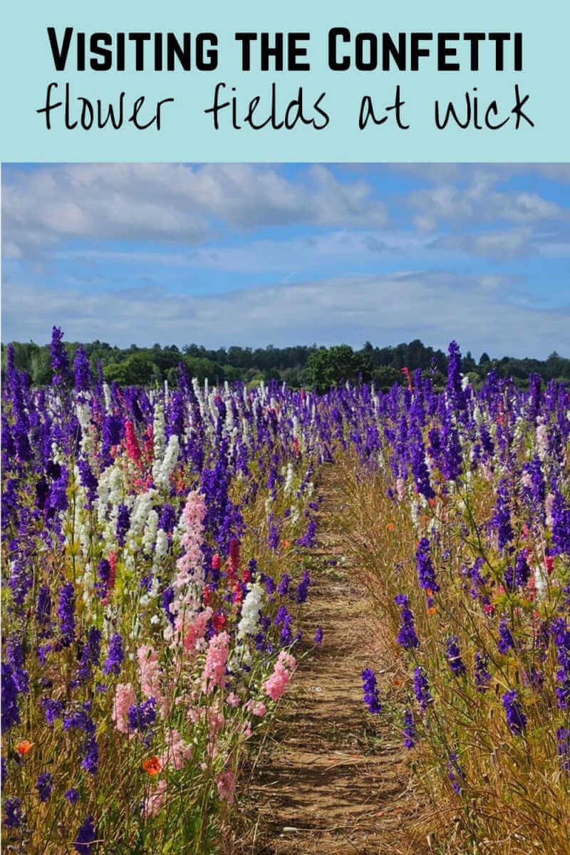 visiting the confetti flower fields at wick