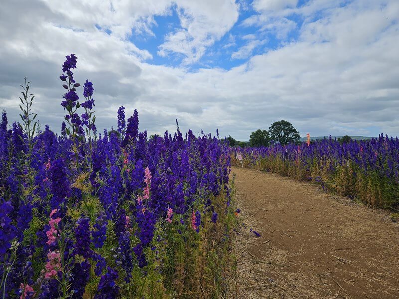 walkway through delphinium confetti fields