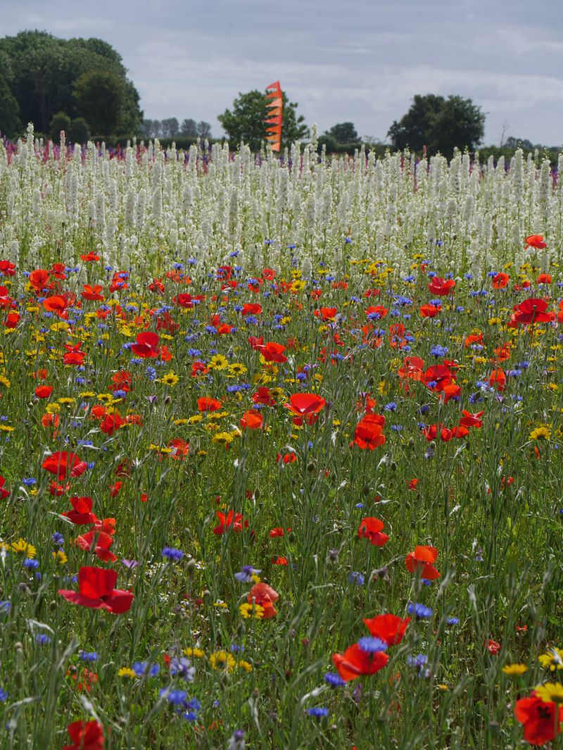 wildflower meadow with confetti flowers behind