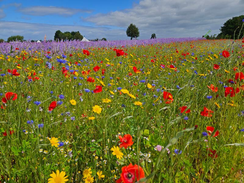 wildflowers with delphiniums behind