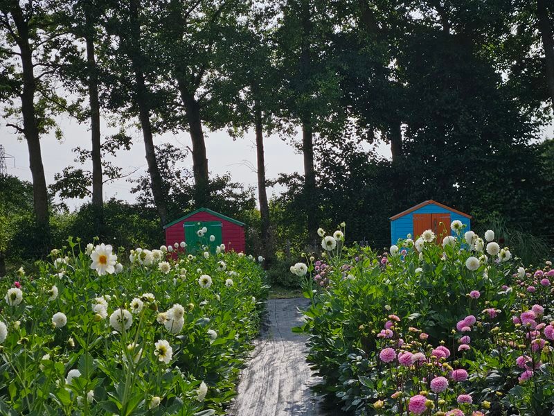 Dahlia strips growing with beach hut sheds behind