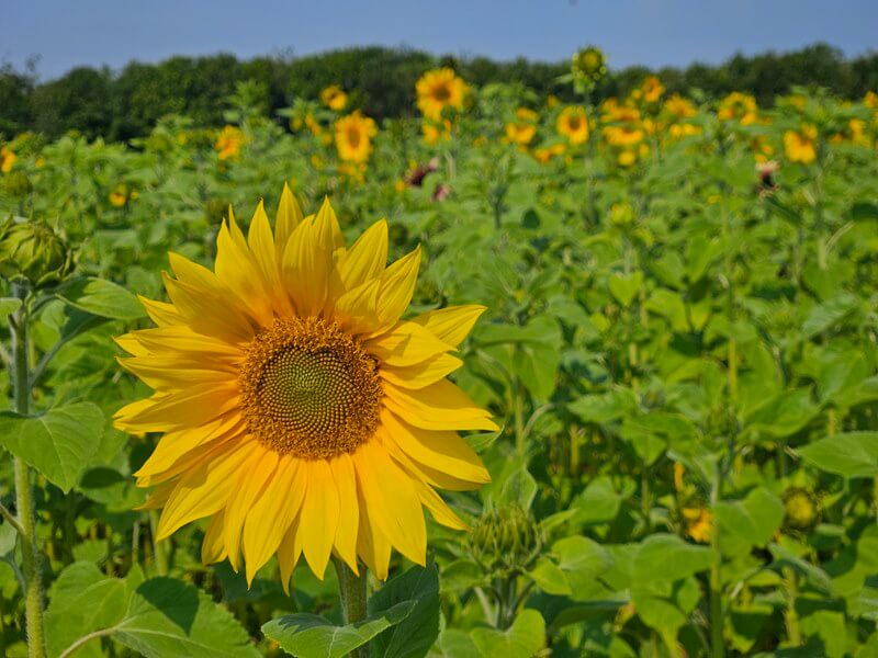 blooming sunflower in front with field of them behind