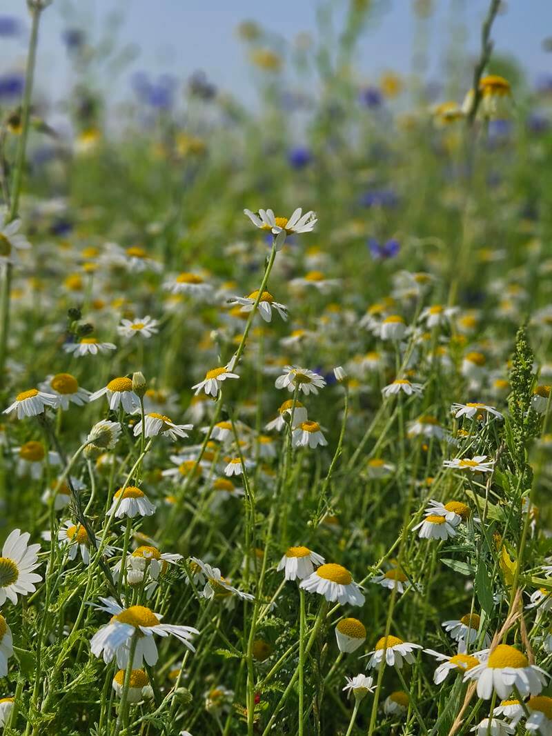 corn chamomile