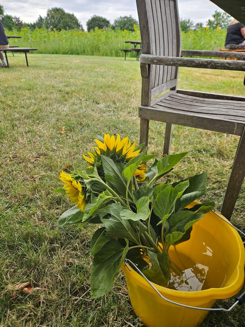 cut sunflowers in bucket of water