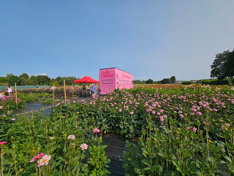 dahlia beach bus amongst the flowers