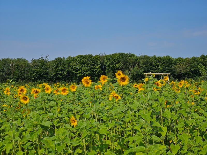 field of sunflowers popping up