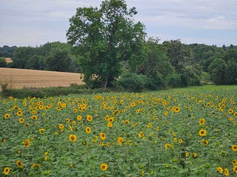 field of sunflowers with barley field behind