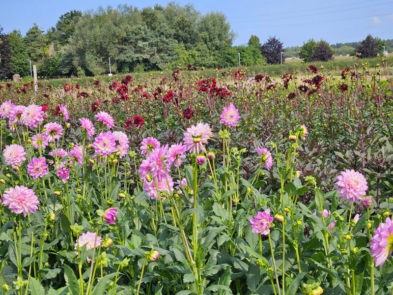 fields of pink and red dahlias