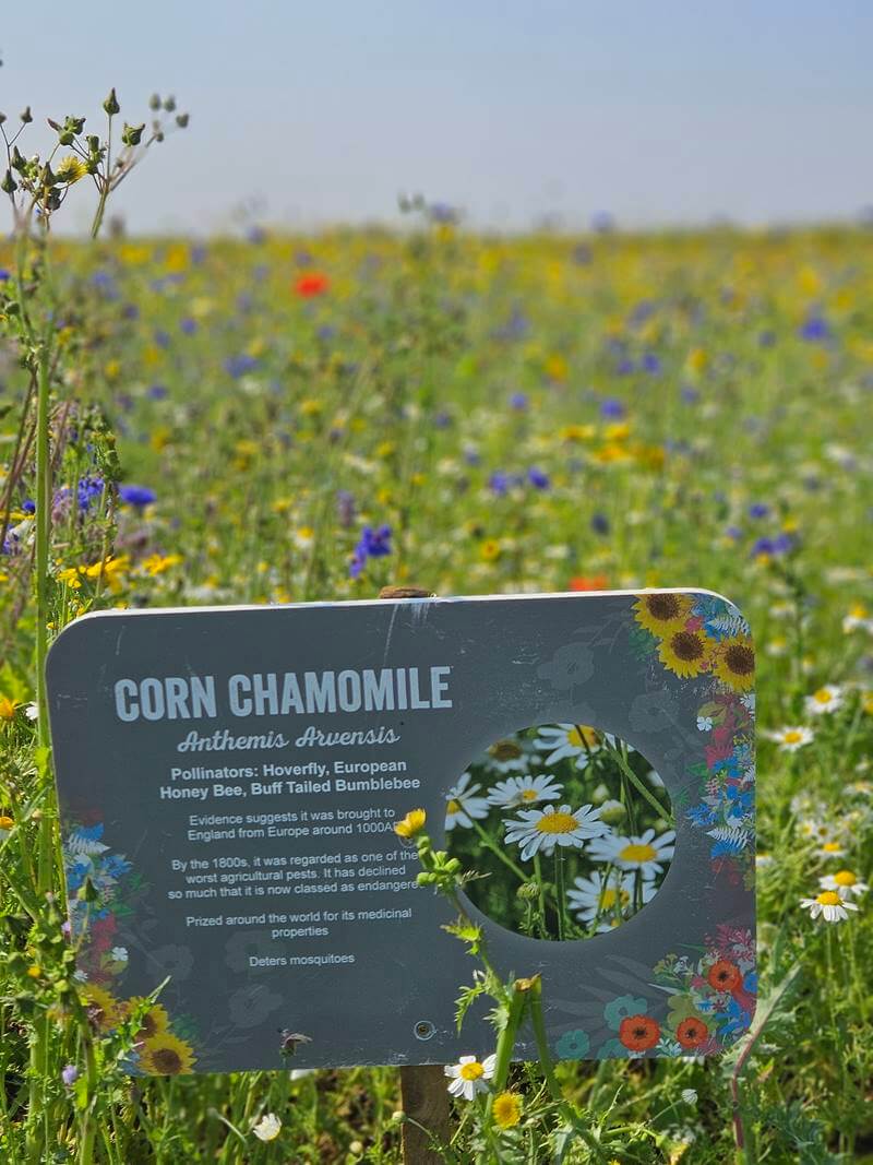 information board about corn chamomile