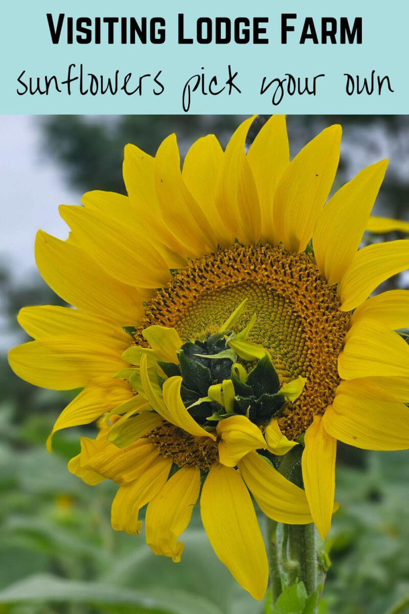 lodge farm sunflowers